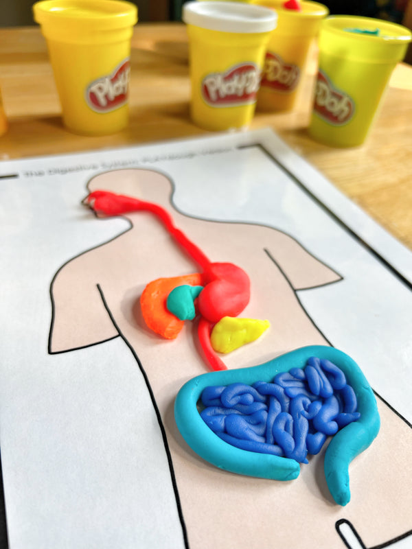 Discover + PLAY: Human Body- Digestive System